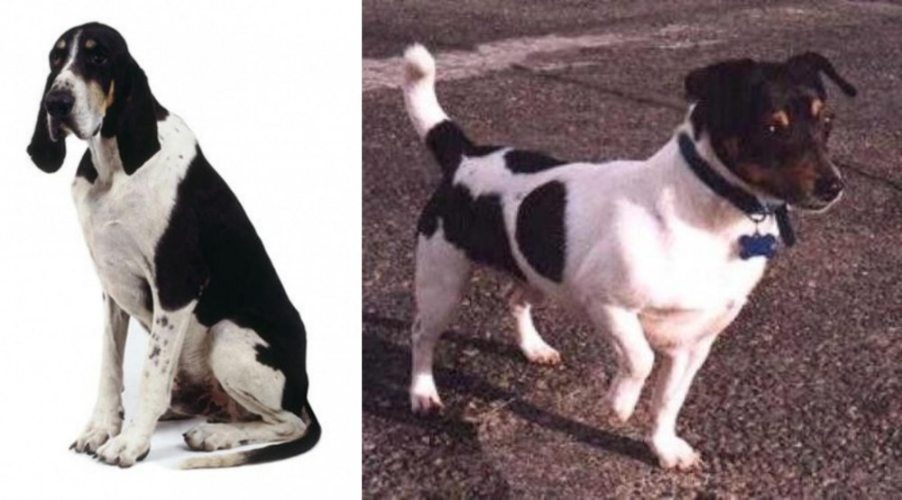 Teddy Roosevelt Terrier vs Grand Anglo-Francais Blanc et Noir - Breed Comparison