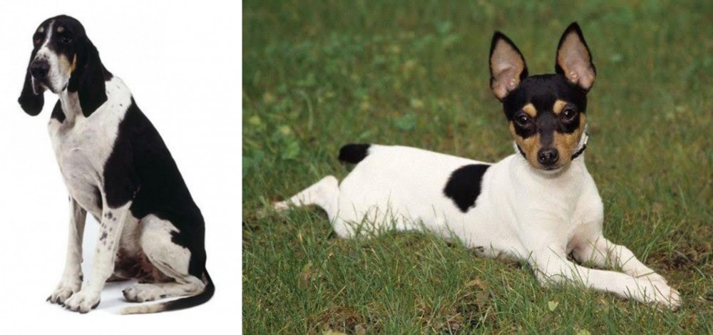 Toy Fox Terrier vs Grand Anglo-Francais Blanc et Noir - Breed Comparison