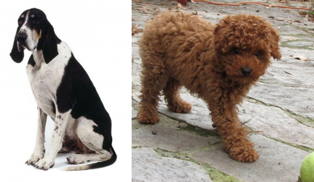 Toy Poodle vs Grand Anglo-Francais Blanc et Noir - Breed Comparison