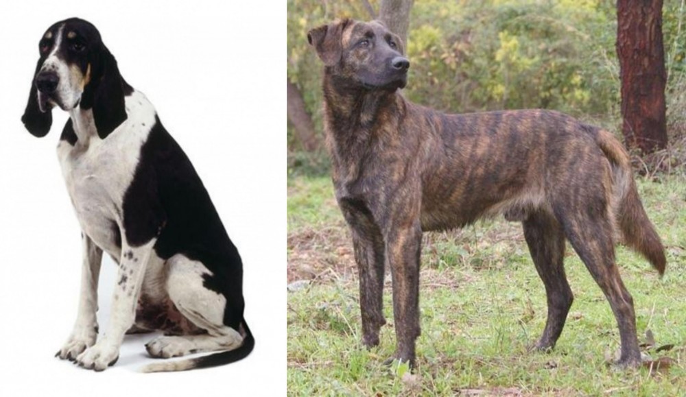 Treeing Tennessee Brindle vs Grand Anglo-Francais Blanc et Noir - Breed Comparison