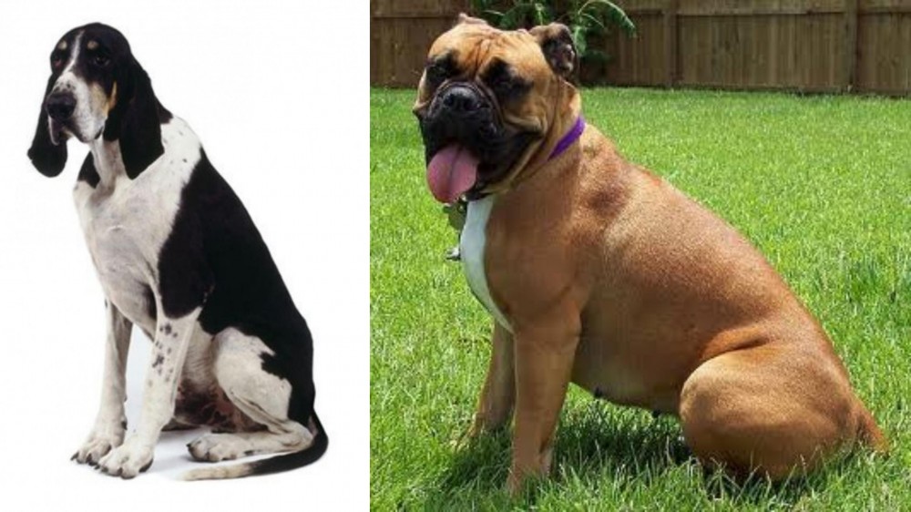 Valley Bulldog vs Grand Anglo-Francais Blanc et Noir - Breed Comparison