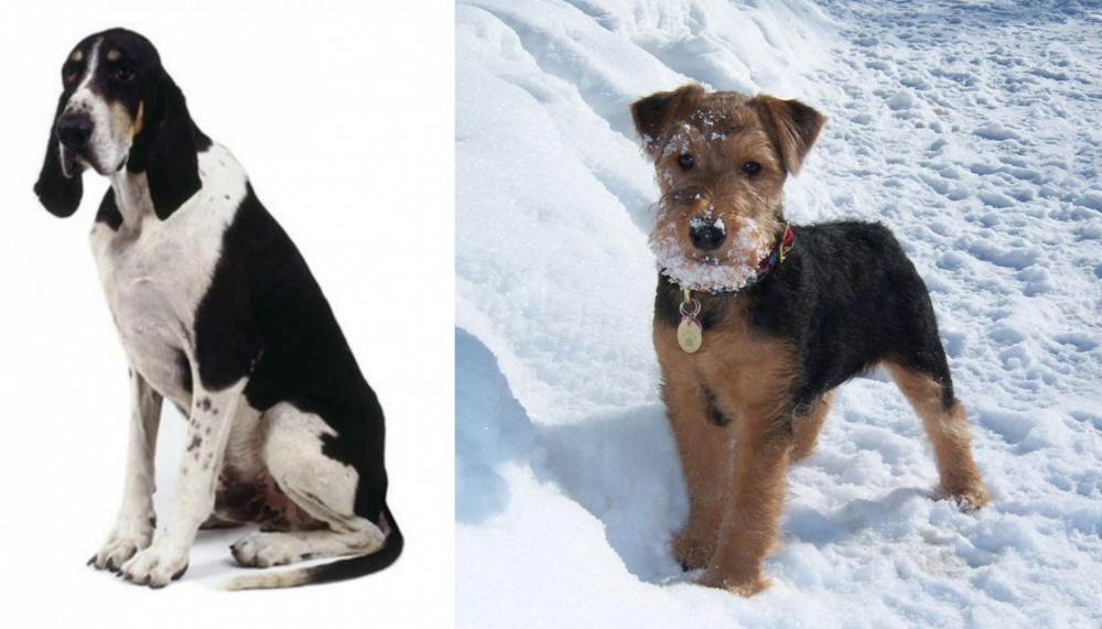 Welsh Terrier vs Grand Anglo-Francais Blanc et Noir - Breed Comparison