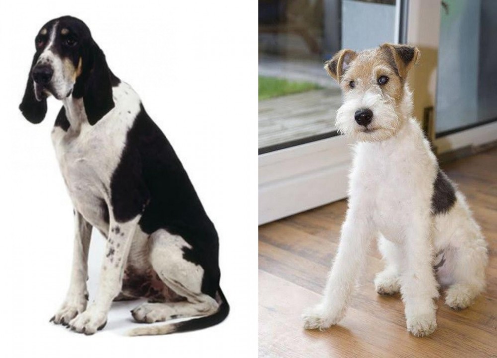 Wire Fox Terrier vs Grand Anglo-Francais Blanc et Noir - Breed Comparison