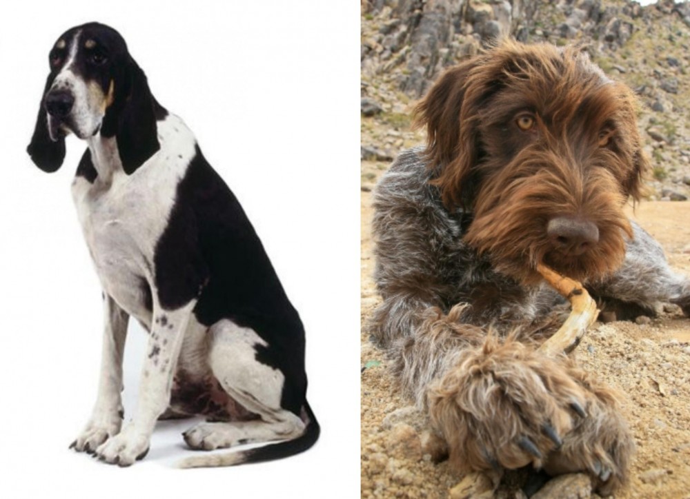 Wirehaired Pointing Griffon vs Grand Anglo-Francais Blanc et Noir - Breed Comparison