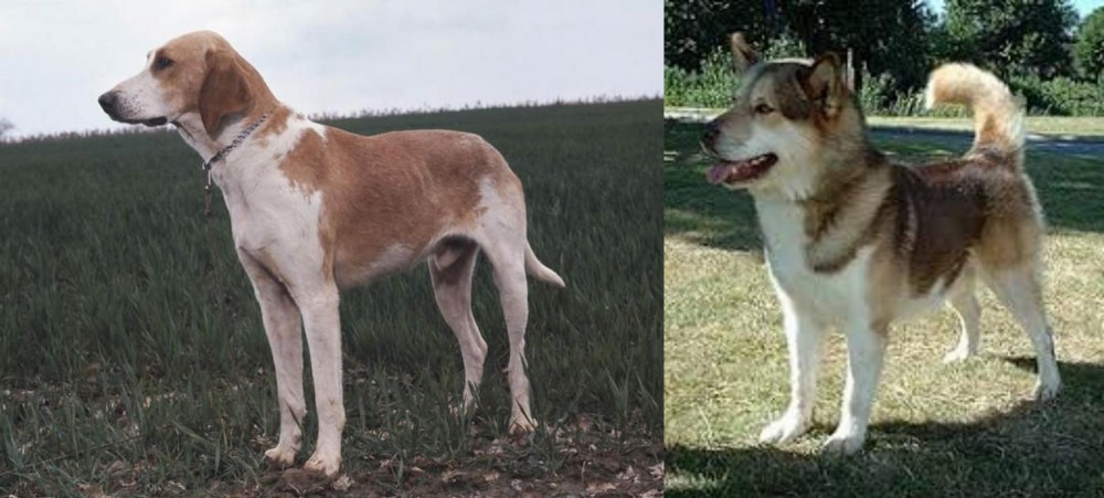 Greenland Dog vs Grand Anglo-Francais Blanc et Orange - Breed Comparison