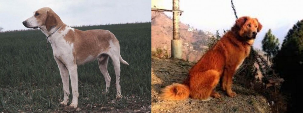Himalayan Sheepdog vs Grand Anglo-Francais Blanc et Orange - Breed Comparison