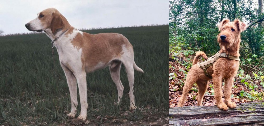 Irish Terrier vs Grand Anglo-Francais Blanc et Orange - Breed Comparison
