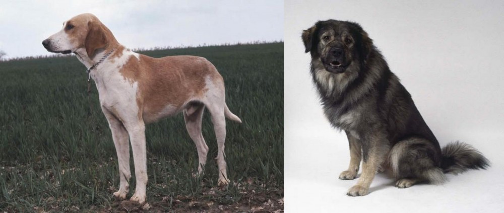Istrian Sheepdog vs Grand Anglo-Francais Blanc et Orange - Breed Comparison