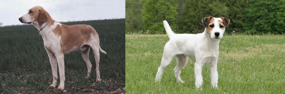 Jack Russell Terrier vs Grand Anglo-Francais Blanc et Orange - Breed Comparison