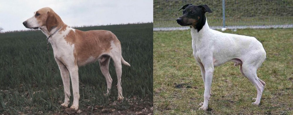 Japanese Terrier vs Grand Anglo-Francais Blanc et Orange - Breed Comparison