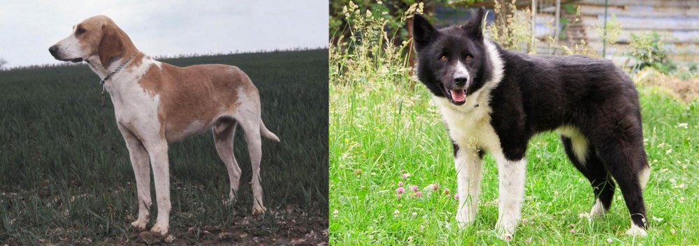 Karelian Bear Dog vs Grand Anglo-Francais Blanc et Orange - Breed Comparison