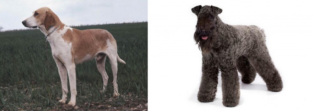 Kerry Blue Terrier vs Grand Anglo-Francais Blanc et Orange - Breed Comparison