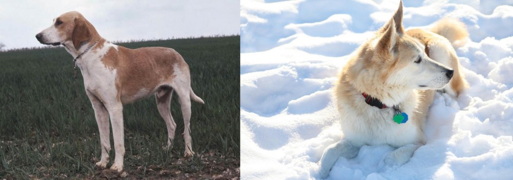 Labrador Husky vs Grand Anglo-Francais Blanc et Orange - Breed Comparison