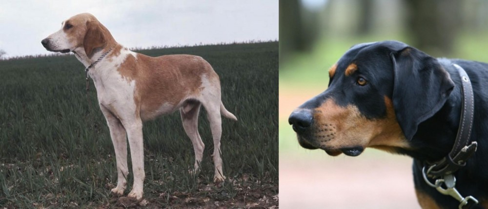 Lithuanian Hound vs Grand Anglo-Francais Blanc et Orange - Breed Comparison