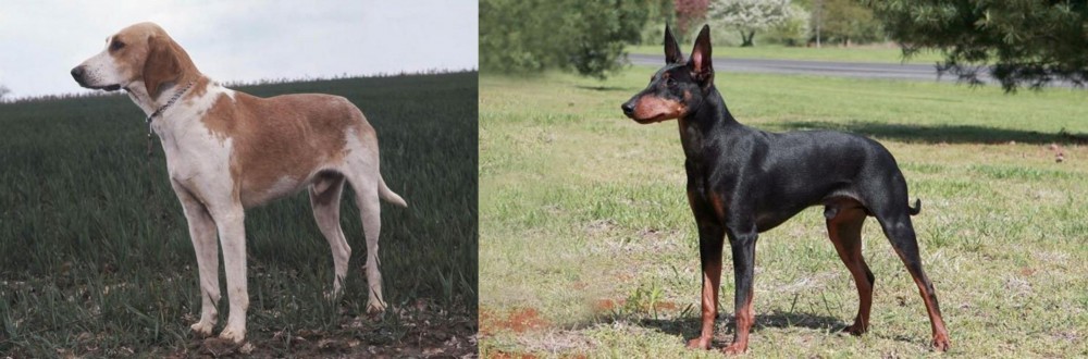 Manchester Terrier vs Grand Anglo-Francais Blanc et Orange - Breed Comparison