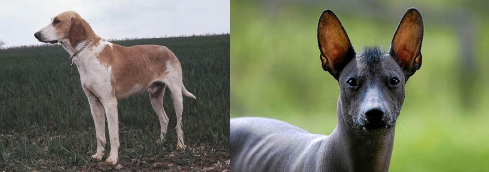 Mexican Hairless vs Grand Anglo-Francais Blanc et Orange - Breed Comparison