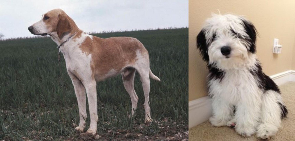 Mini Sheepadoodles vs Grand Anglo-Francais Blanc et Orange - Breed Comparison