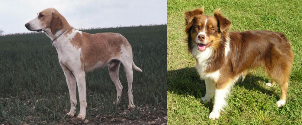 Miniature Australian Shepherd vs Grand Anglo-Francais Blanc et Orange - Breed Comparison