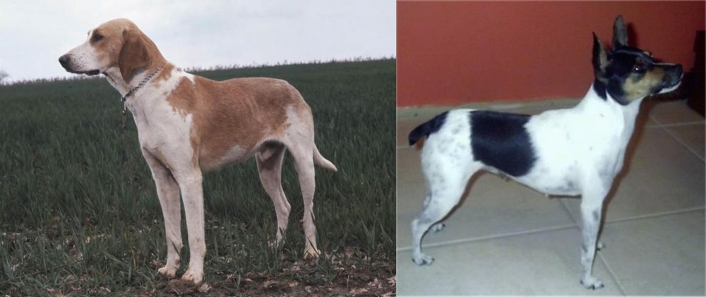 Miniature Fox Terrier vs Grand Anglo-Francais Blanc et Orange - Breed Comparison