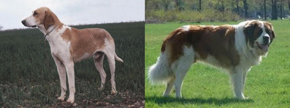 Moscow Watchdog vs Grand Anglo-Francais Blanc et Orange - Breed Comparison
