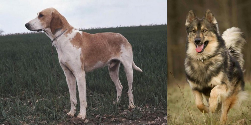 Native American Indian Dog vs Grand Anglo-Francais Blanc et Orange - Breed Comparison