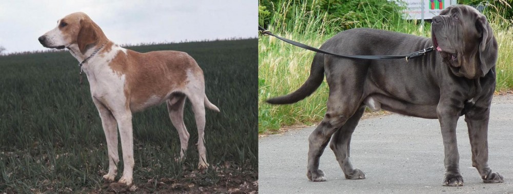 Neapolitan Mastiff vs Grand Anglo-Francais Blanc et Orange - Breed Comparison