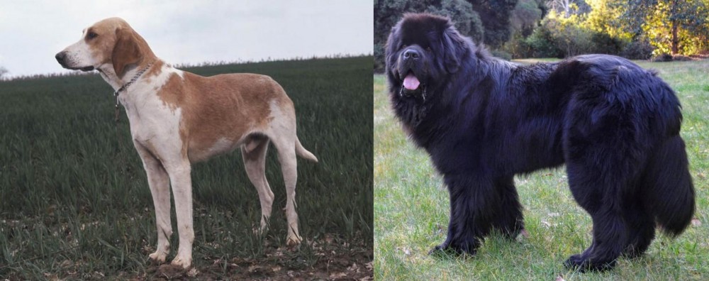 Newfoundland Dog vs Grand Anglo-Francais Blanc et Orange - Breed Comparison