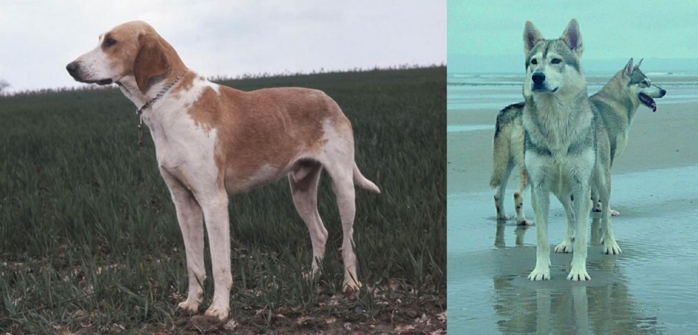Northern Inuit Dog vs Grand Anglo-Francais Blanc et Orange - Breed Comparison