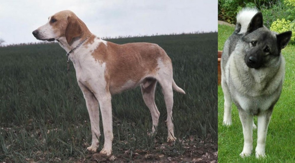 Norwegian Elkhound vs Grand Anglo-Francais Blanc et Orange - Breed Comparison