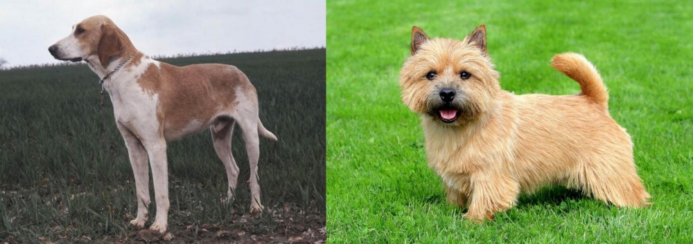 Norwich Terrier vs Grand Anglo-Francais Blanc et Orange - Breed Comparison