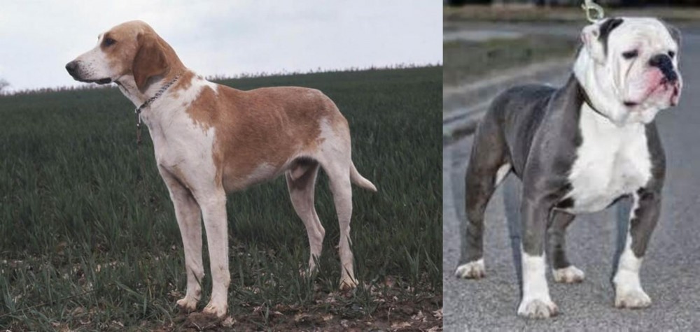 Old English Bulldog vs Grand Anglo-Francais Blanc et Orange - Breed Comparison