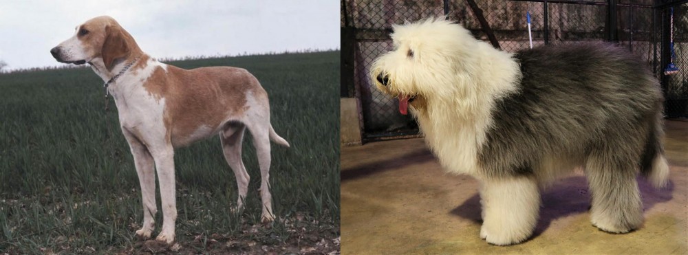 Old English Sheepdog vs Grand Anglo-Francais Blanc et Orange - Breed Comparison