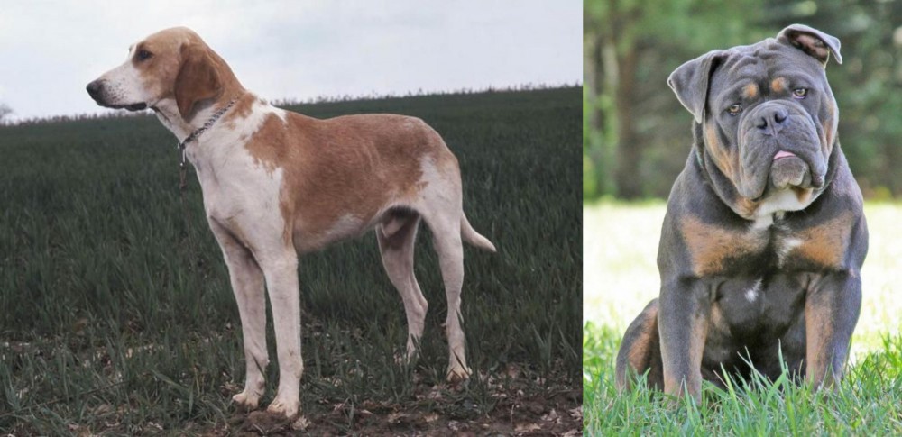 Olde English Bulldogge vs Grand Anglo-Francais Blanc et Orange - Breed Comparison