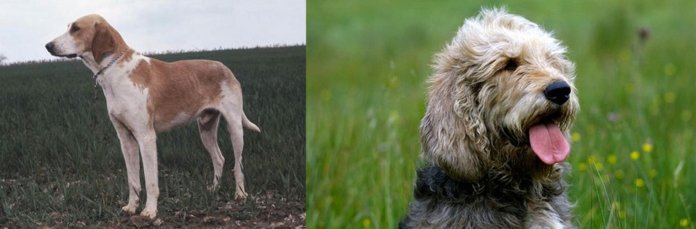 Otterhound vs Grand Anglo-Francais Blanc et Orange - Breed Comparison