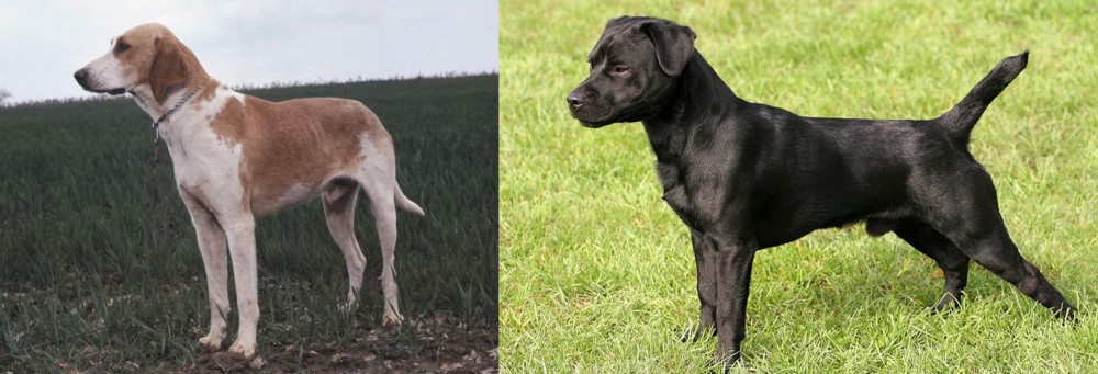 Patterdale Terrier vs Grand Anglo-Francais Blanc et Orange - Breed Comparison