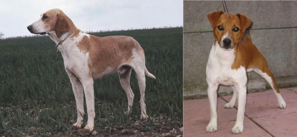 Plummer Terrier vs Grand Anglo-Francais Blanc et Orange - Breed Comparison