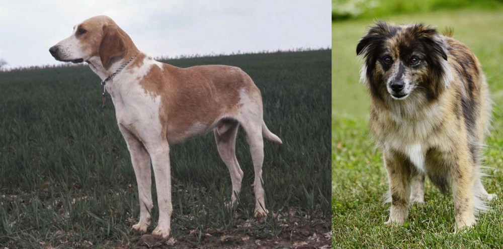 Pyrenean Shepherd vs Grand Anglo-Francais Blanc et Orange - Breed Comparison