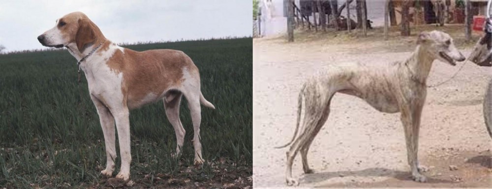 Rampur Greyhound vs Grand Anglo-Francais Blanc et Orange - Breed Comparison