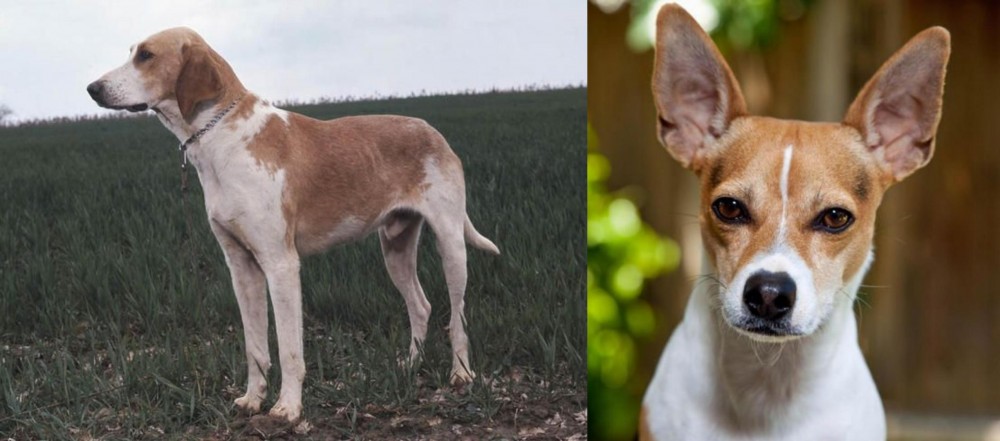 Rat Terrier vs Grand Anglo-Francais Blanc et Orange - Breed Comparison
