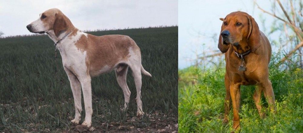 Redbone Coonhound vs Grand Anglo-Francais Blanc et Orange - Breed Comparison