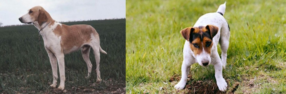 Russell Terrier vs Grand Anglo-Francais Blanc et Orange - Breed Comparison