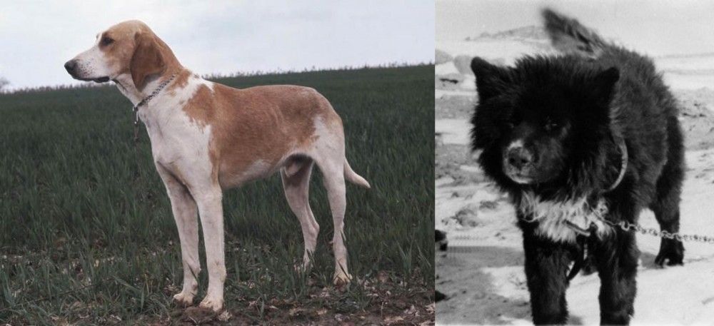 Sakhalin Husky vs Grand Anglo-Francais Blanc et Orange - Breed Comparison