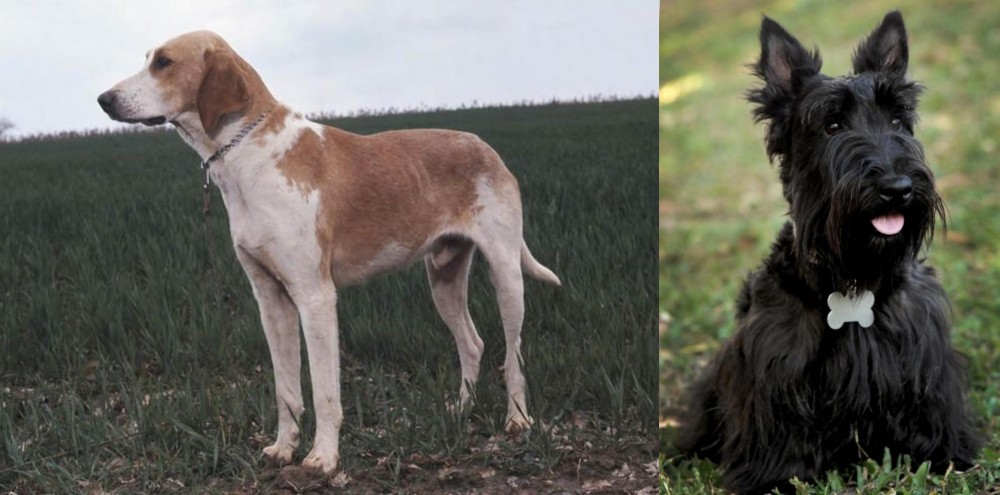 Scoland Terrier vs Grand Anglo-Francais Blanc et Orange - Breed Comparison