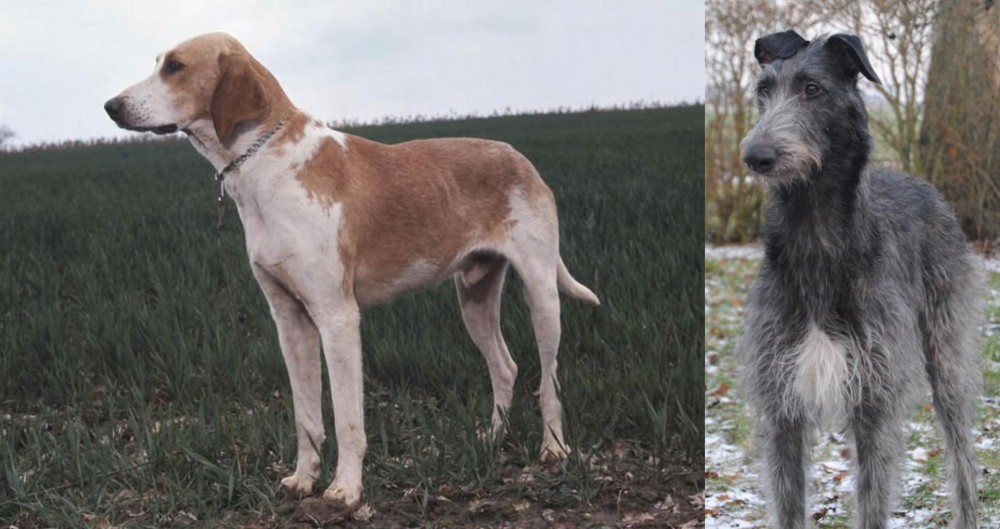 Scottish Deerhound vs Grand Anglo-Francais Blanc et Orange - Breed Comparison