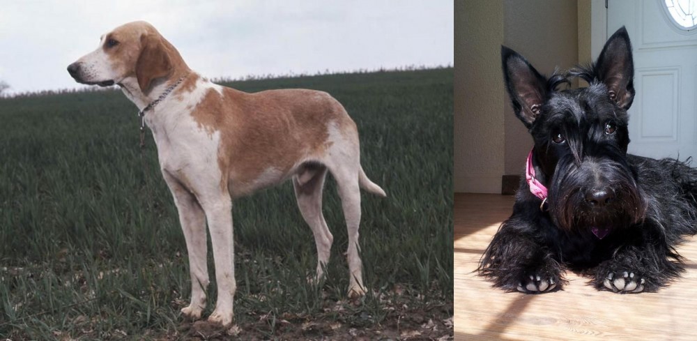 Scottish Terrier vs Grand Anglo-Francais Blanc et Orange - Breed Comparison
