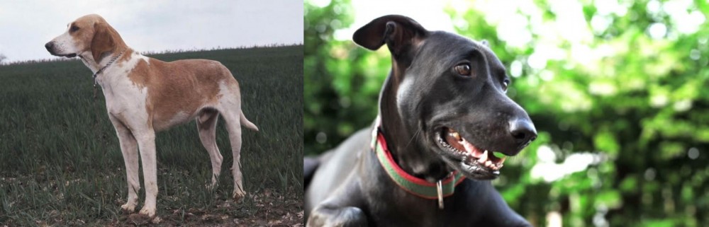 Shepard Labrador vs Grand Anglo-Francais Blanc et Orange - Breed Comparison