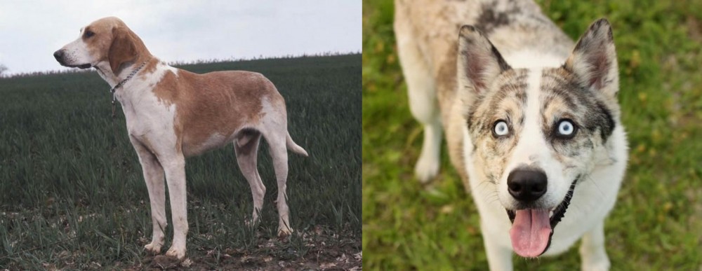 Shepherd Husky vs Grand Anglo-Francais Blanc et Orange - Breed Comparison