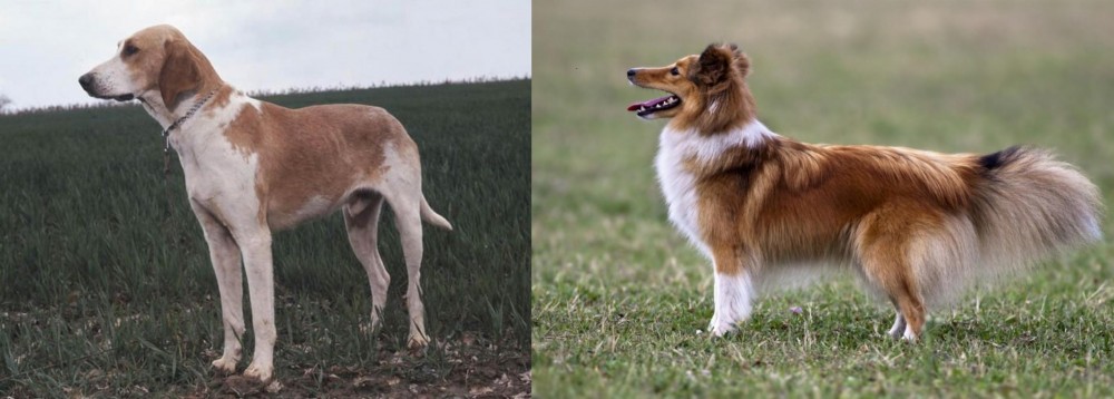 Shetland Sheepdog vs Grand Anglo-Francais Blanc et Orange - Breed Comparison