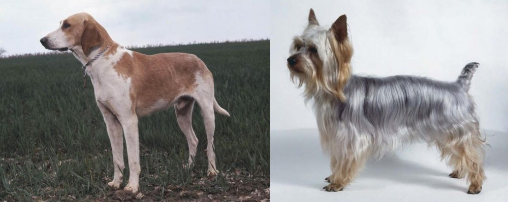 Silky Terrier vs Grand Anglo-Francais Blanc et Orange - Breed Comparison