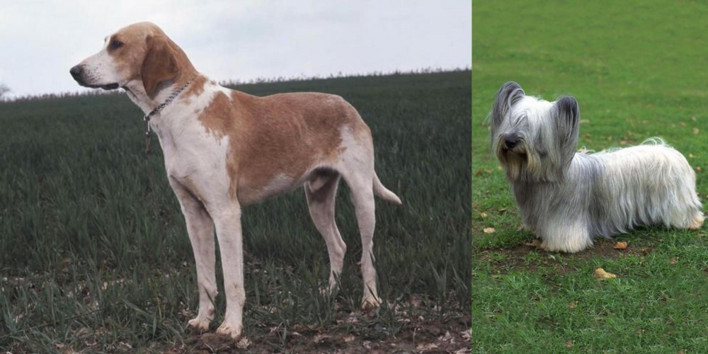 Skye Terrier vs Grand Anglo-Francais Blanc et Orange - Breed Comparison
